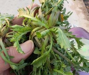 黄金价格跌破1000元！看来这茬儿韭菜，是到收割的时候了？
