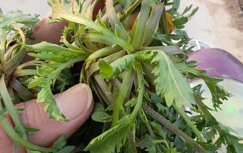 黄金价格跌破1000元！看来这茬儿韭菜，是到收割的时候了？